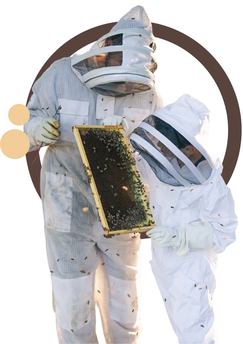 A beekeeper holding up a frame of honey.