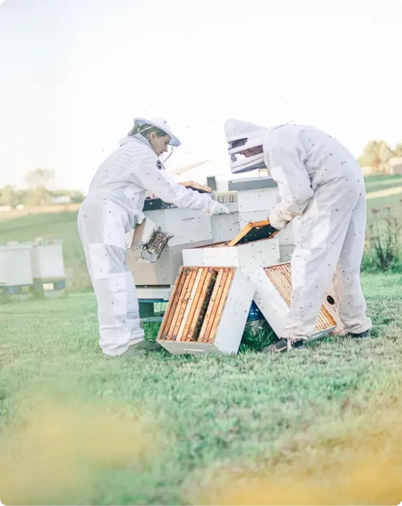 Two beekeepers are working in a field.