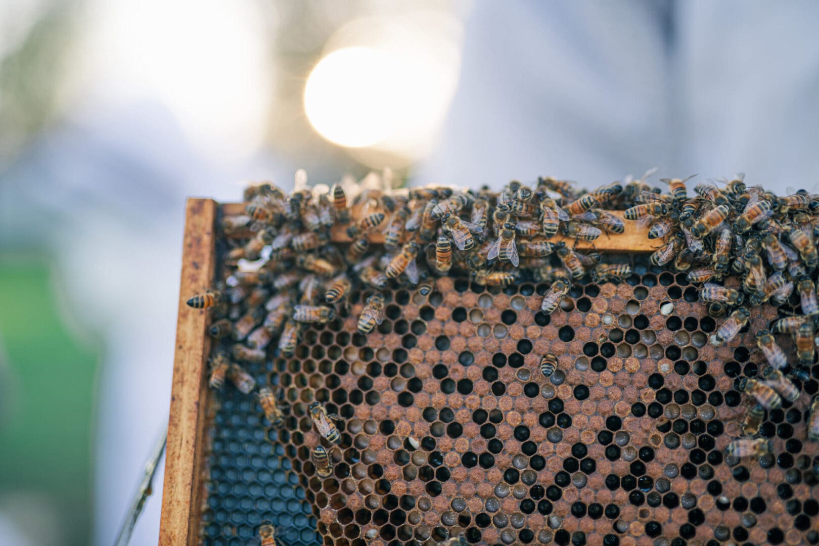 A close up of bees on the back of a bee hive.